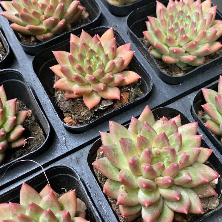 70。甲骨文。单头。