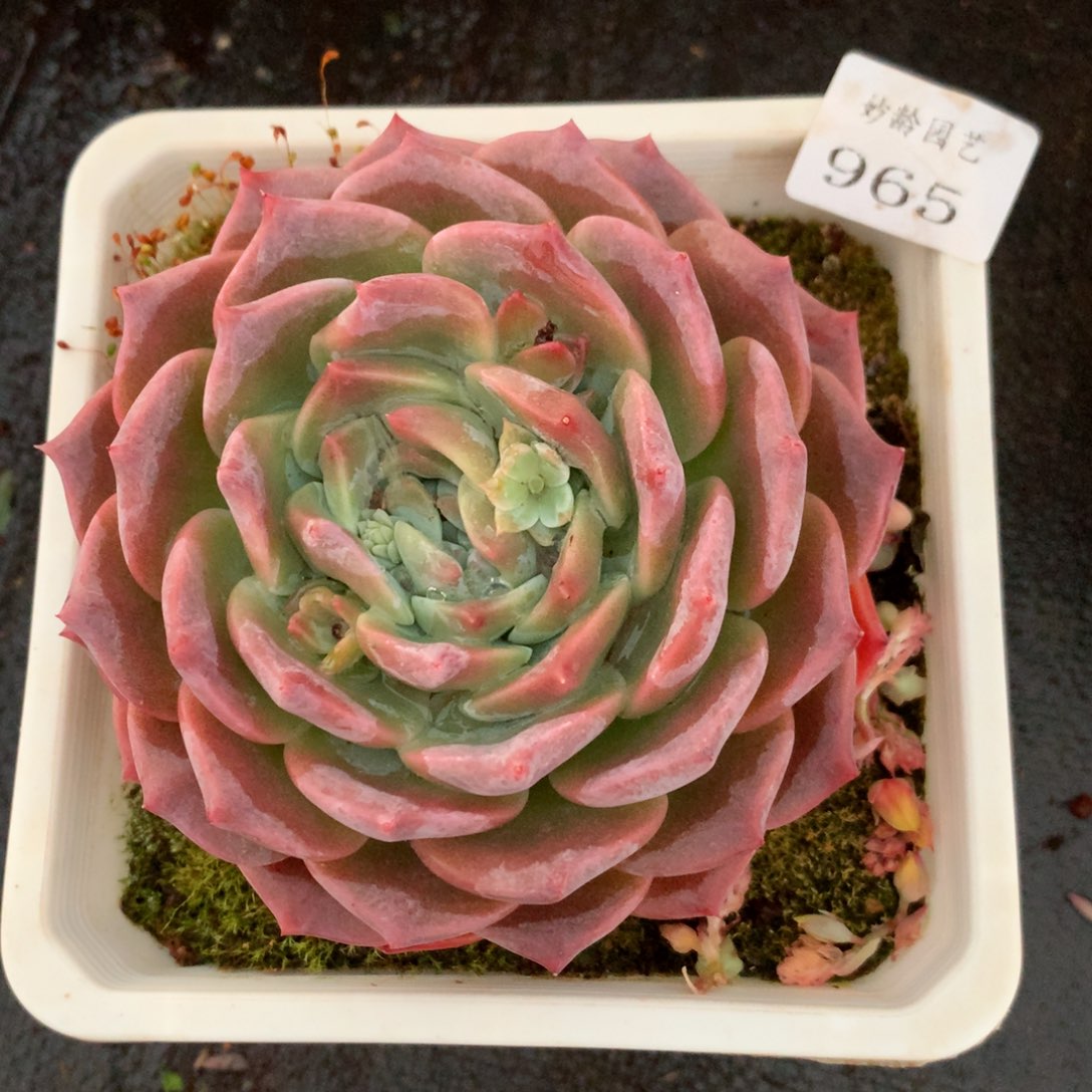 965杂交精品基地11厘米