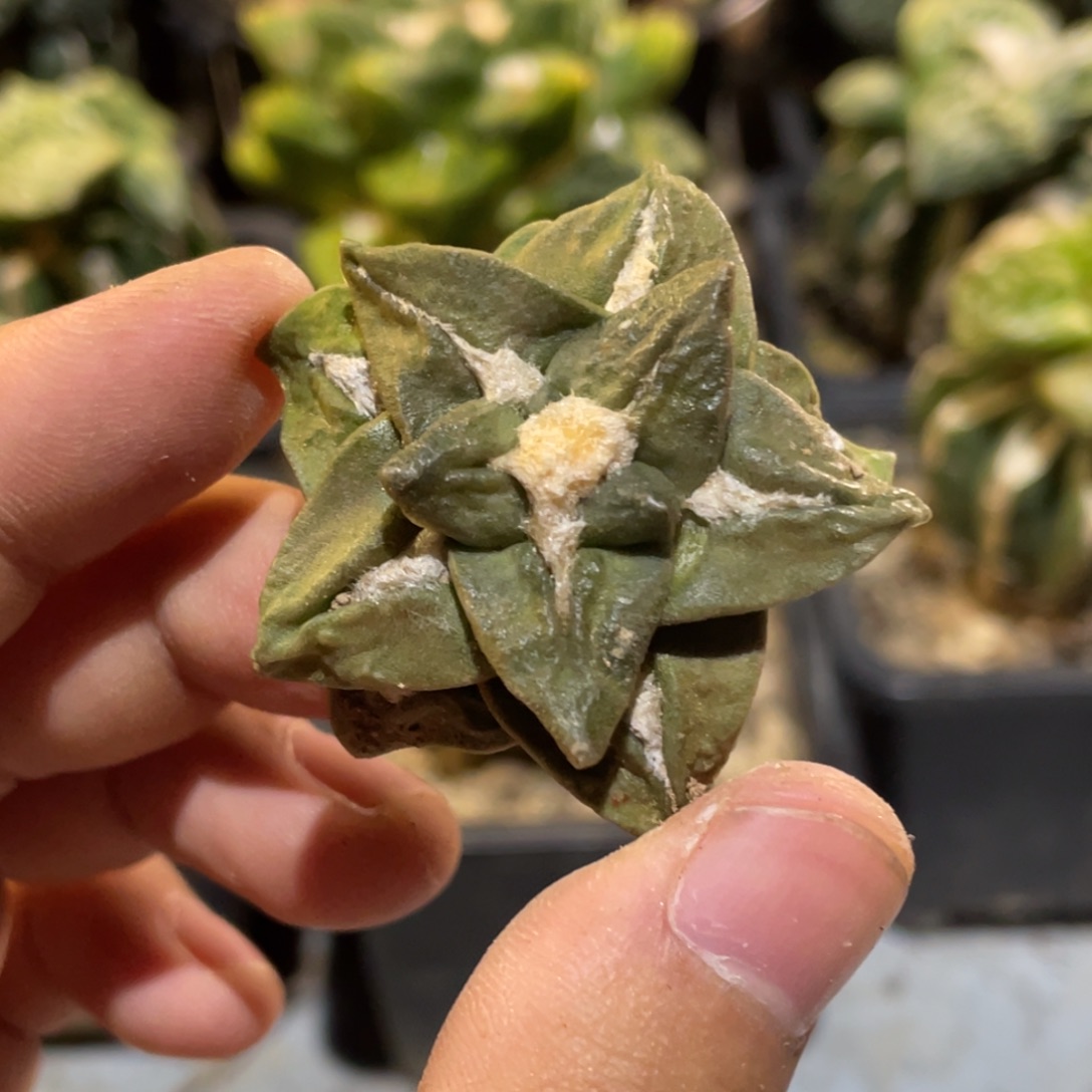 无花朵五角星 黄体牡丹