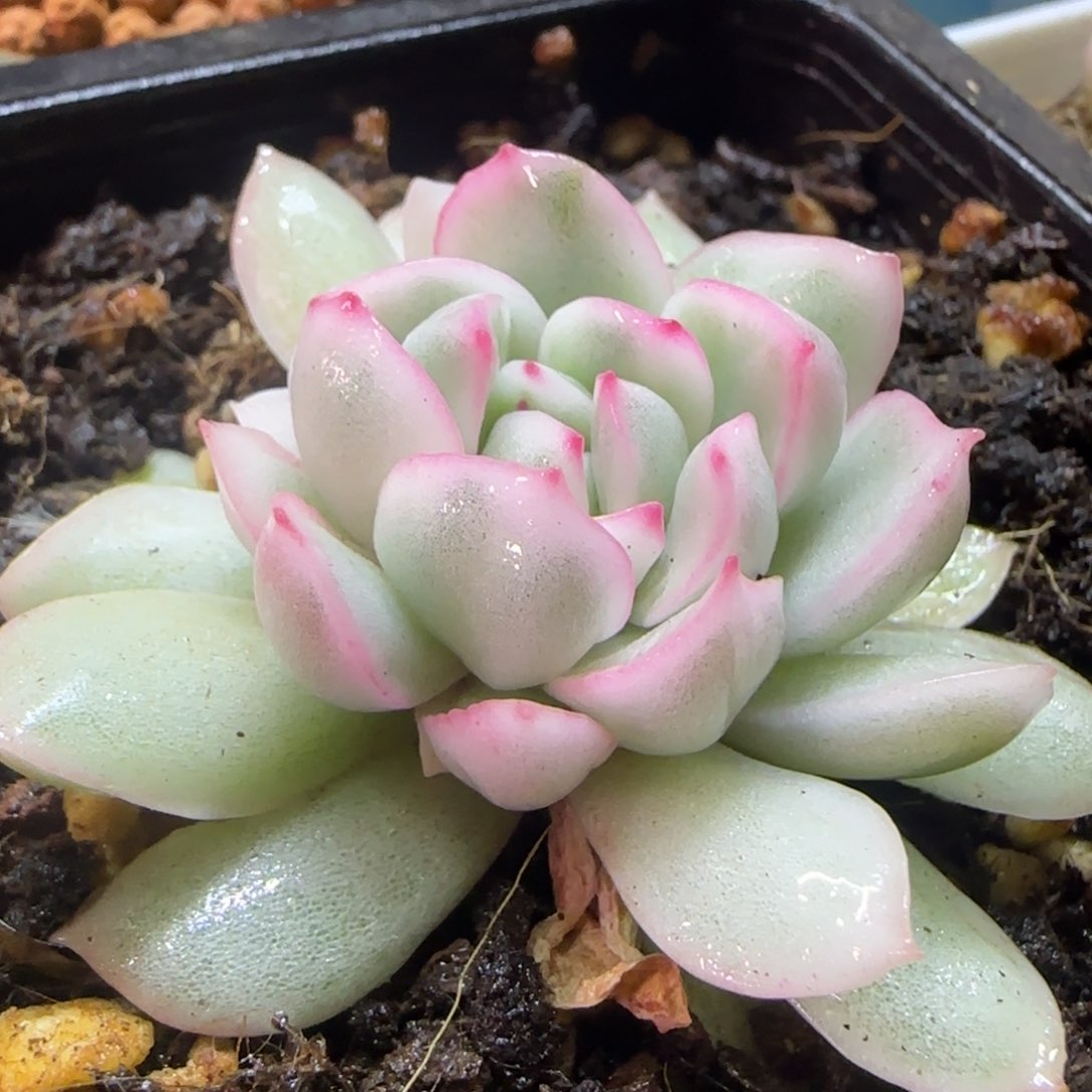 雨燕座锦 多肉植物