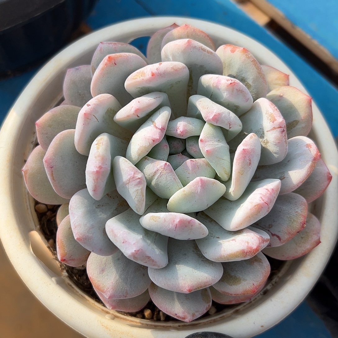 星影石化886665755