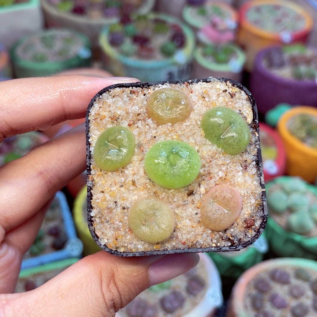 262。8888888888888888