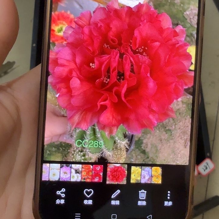 仙人球彩草侧芽歪cc289