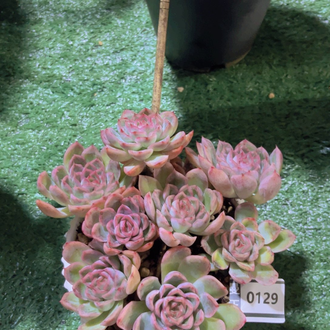 杂多肉植物多肉0129