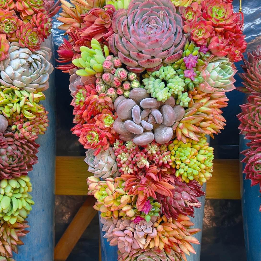 全家福55高度盆花发