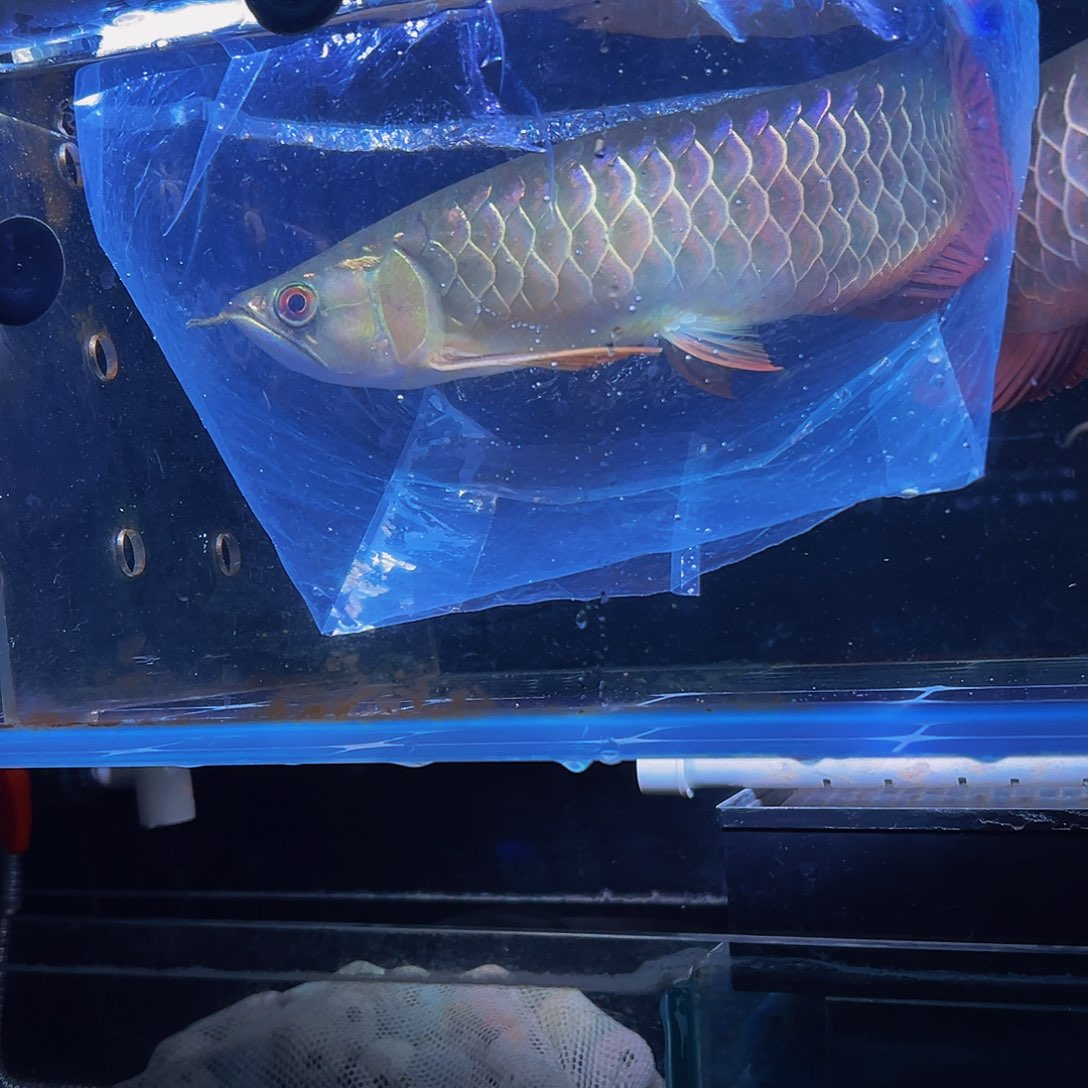 海水鱼金龙观赏鱼热带鱼