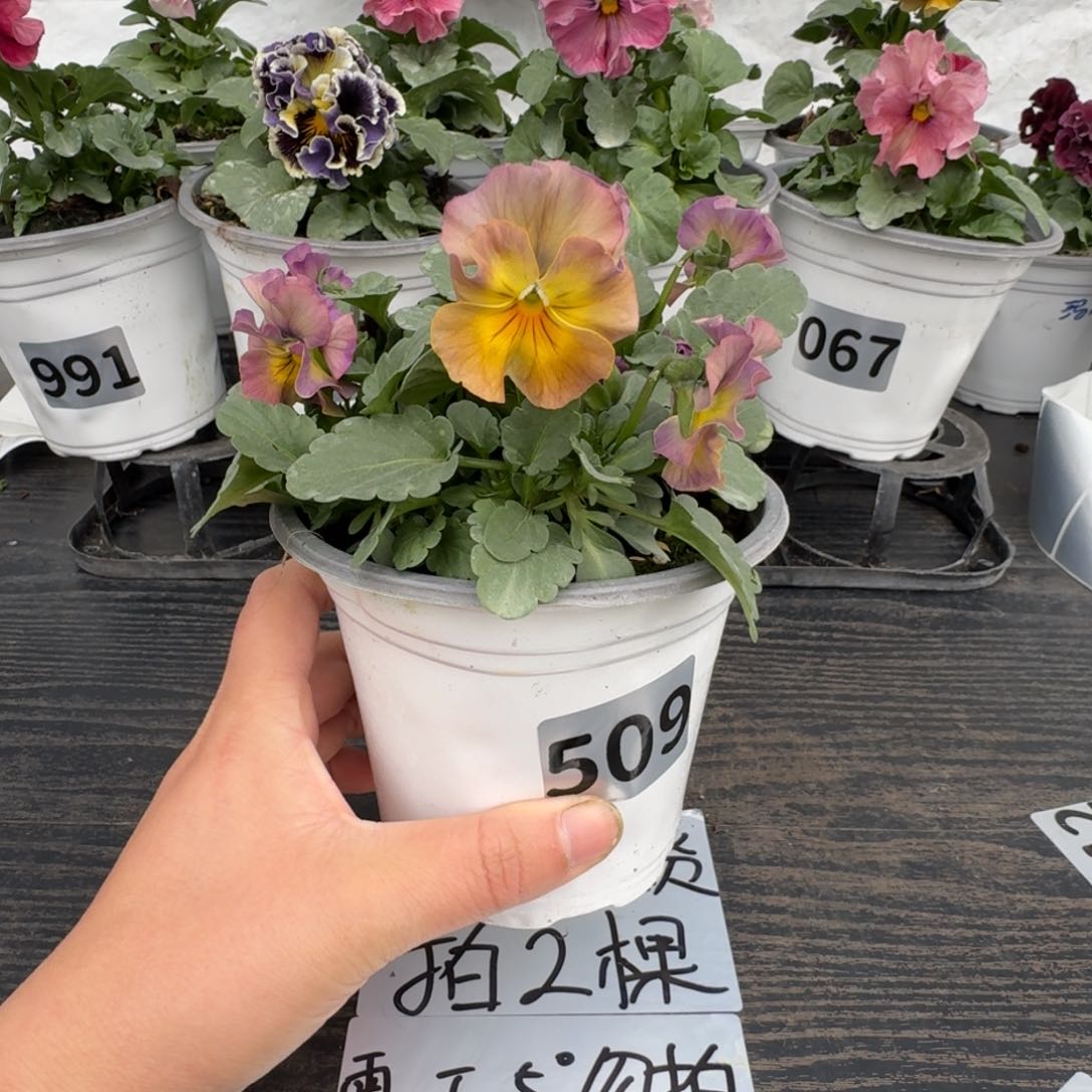 全部花朵509号彩虹女神