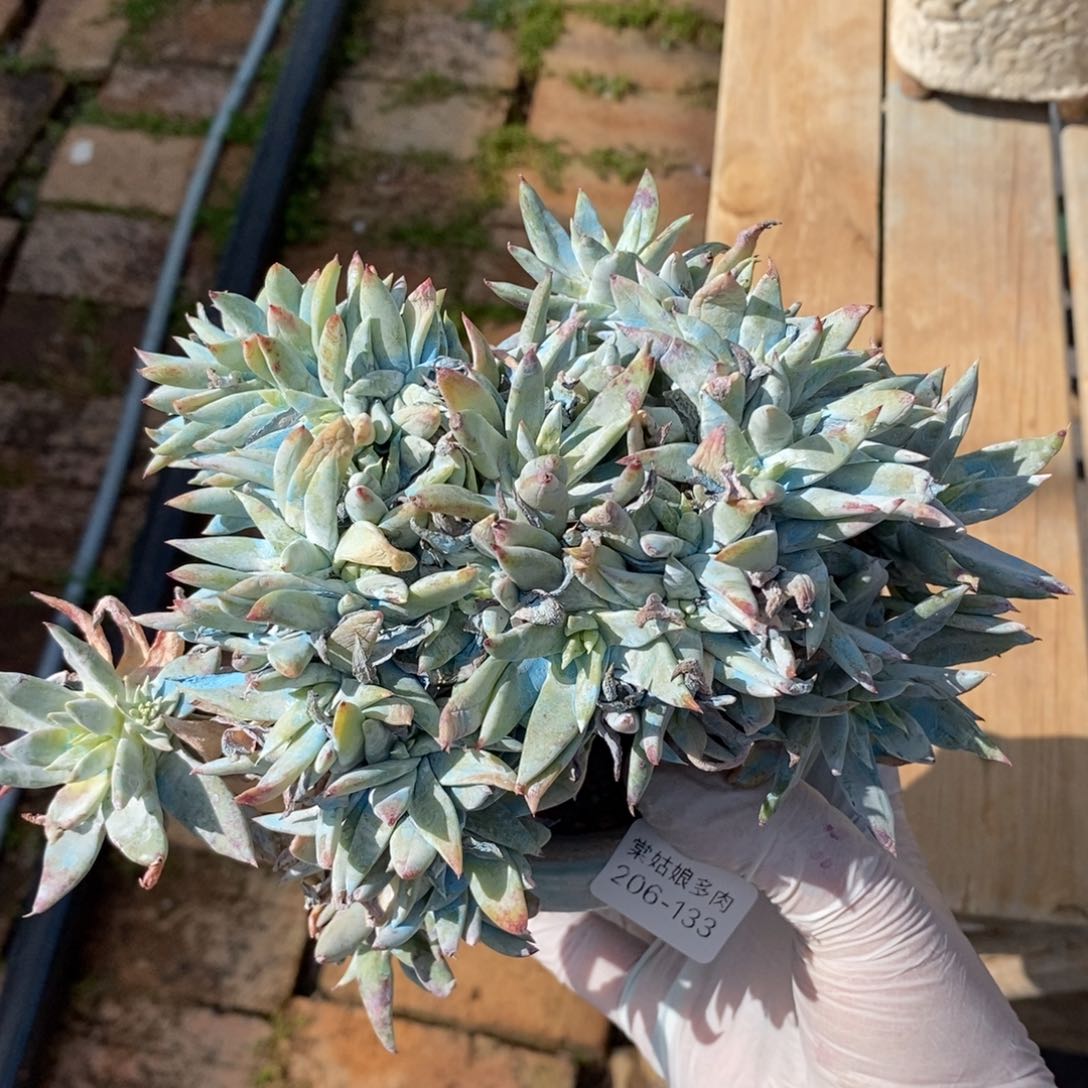 133号白菊杂苹果叶