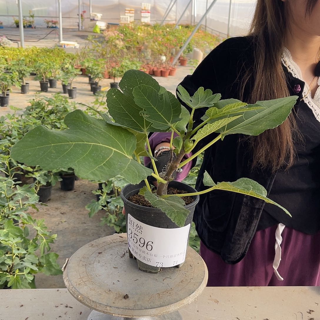 坦***然格莱斯无花果果苗