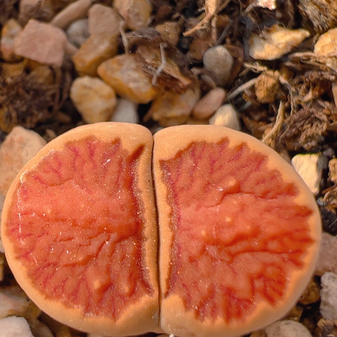 126多肉植物百科知识