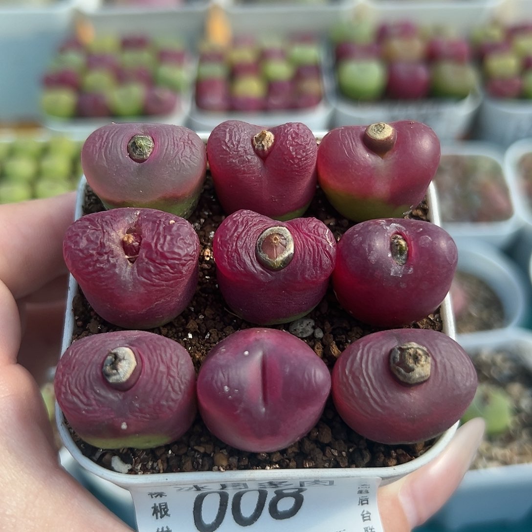 008红毛汉尼裸根发货