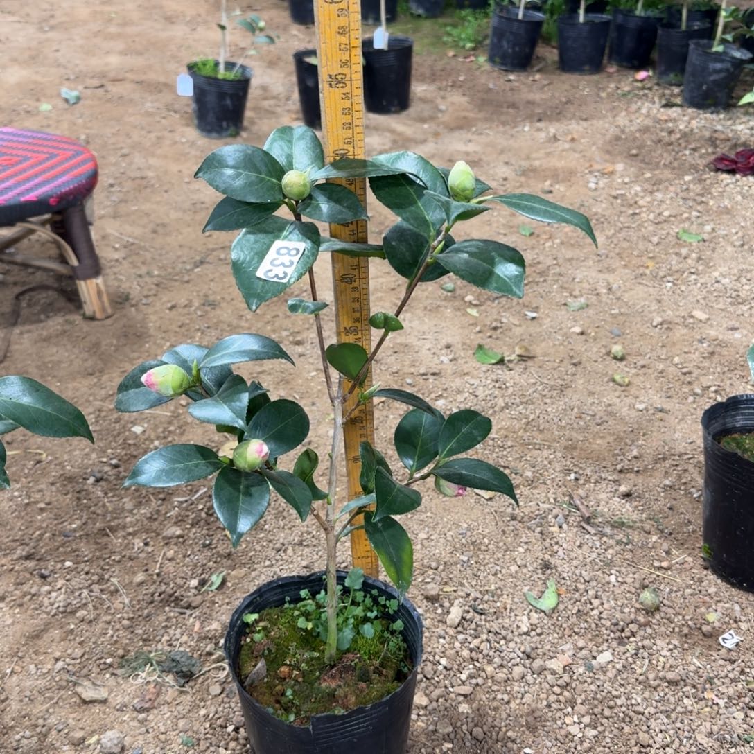 少量花朵（建议范围：2朵-5朵 或40%以下）833友之浦