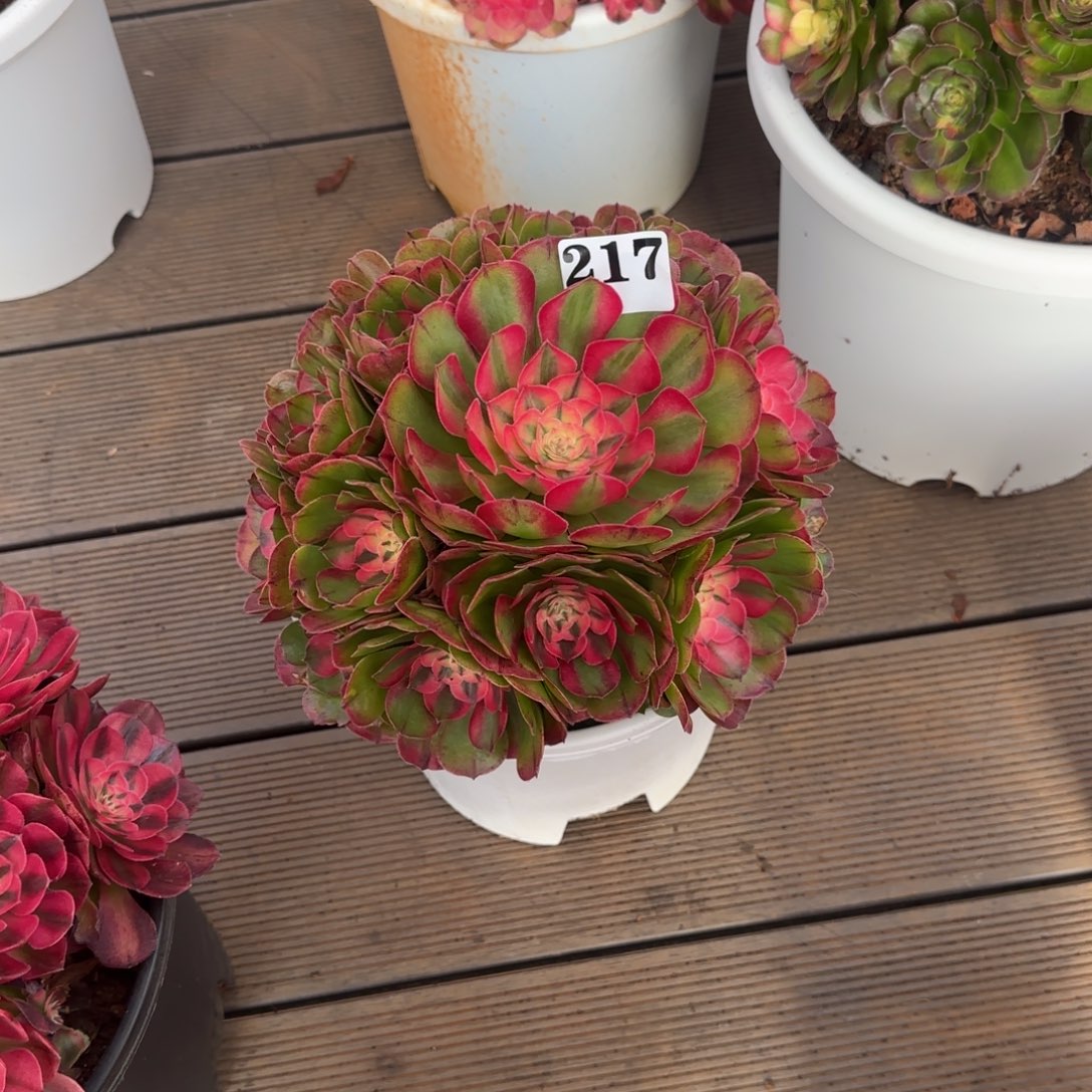 *****217蔷薇实生脱土发货