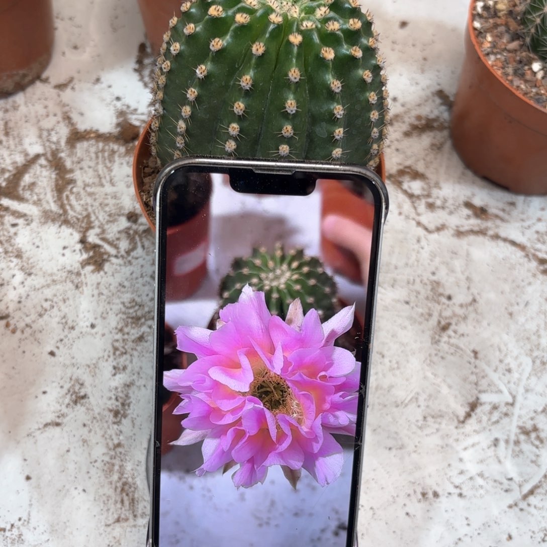 彩草卷辦粉卷7公分左右