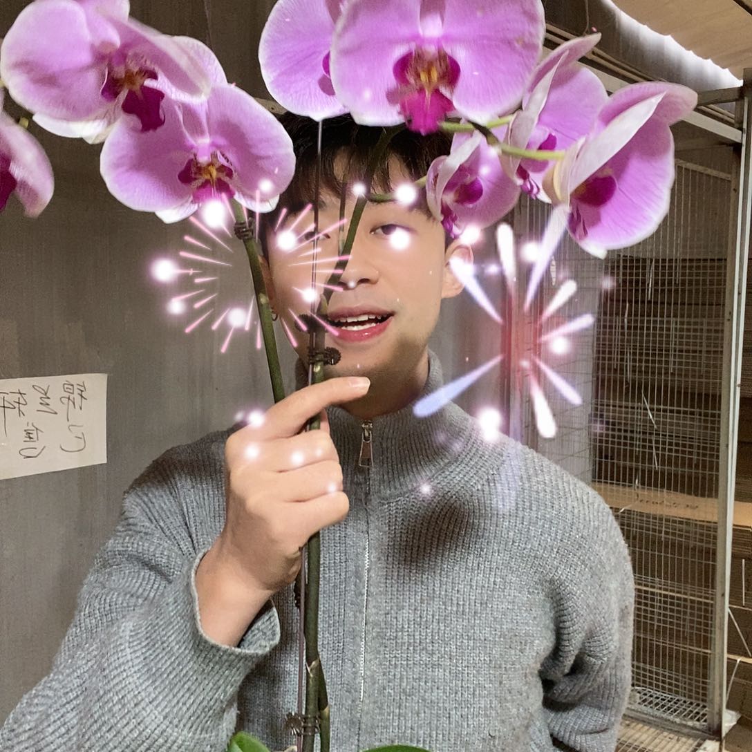 完全开放308蝴蝶兰两颗