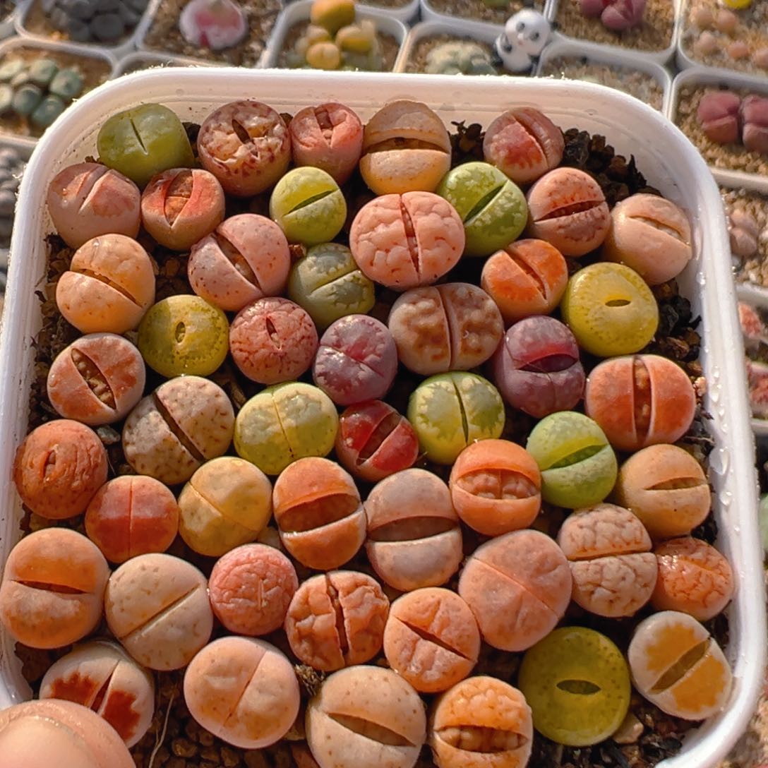 61多肉植物百科知识