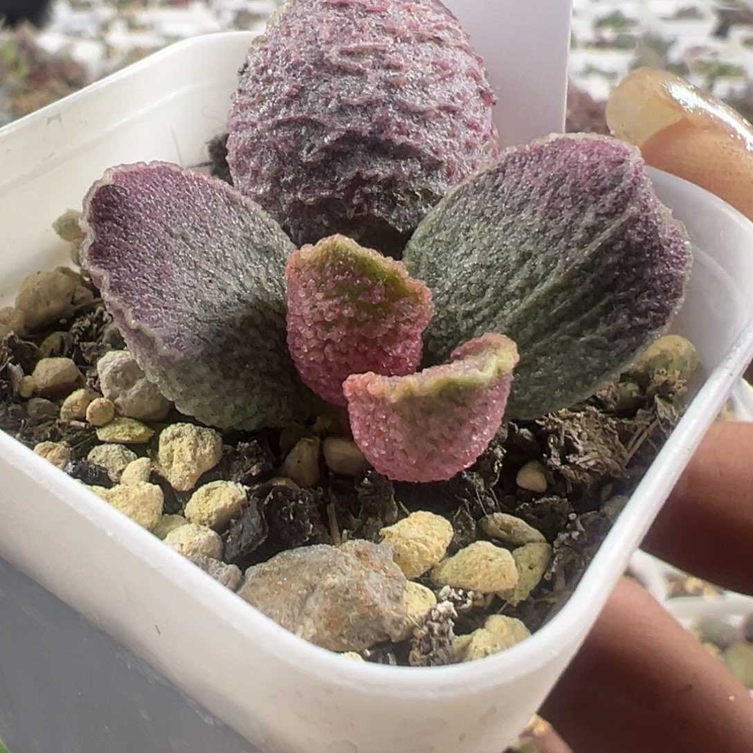 哈默猪肝大苗多肉植物90