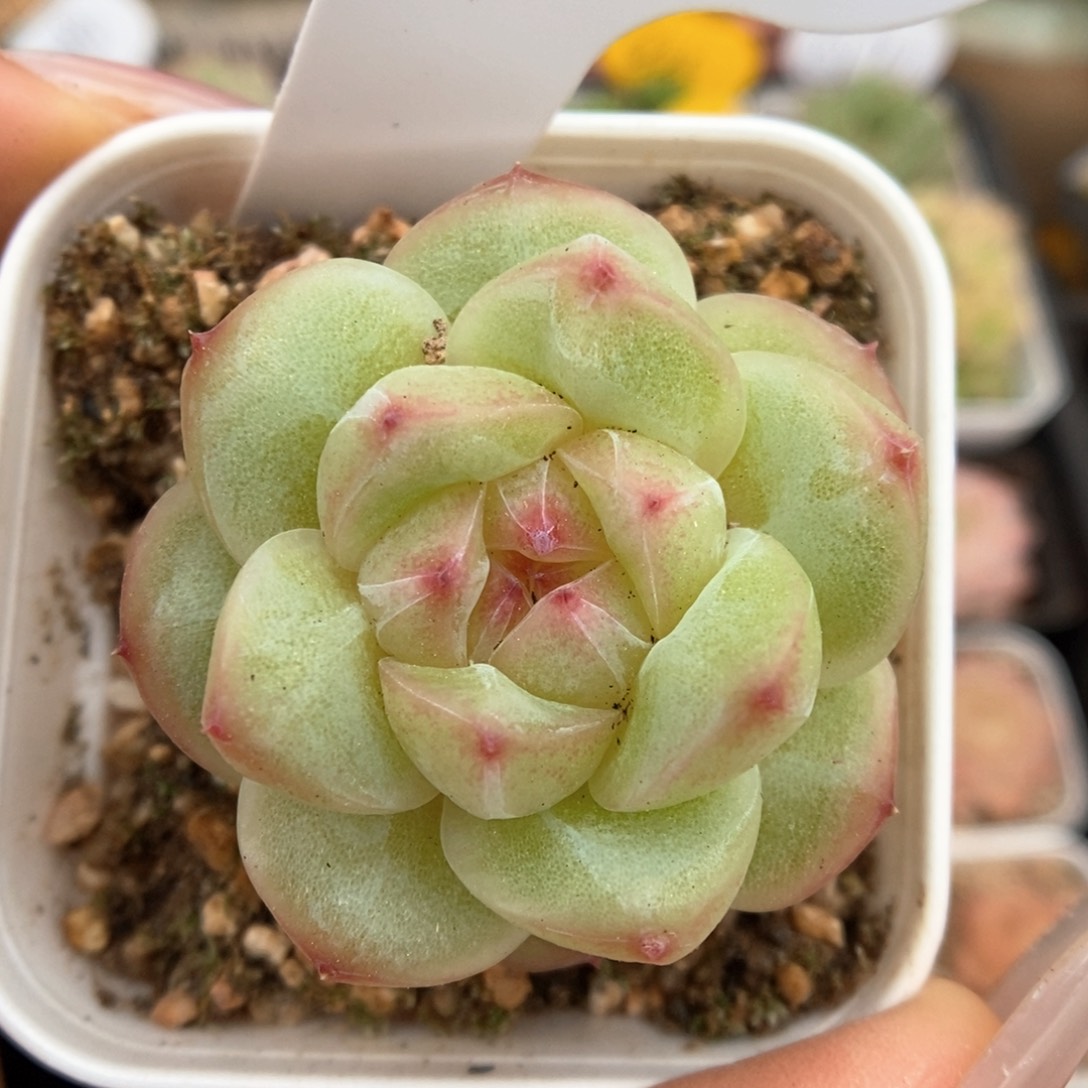 珊瑚珍妮可拍490号 