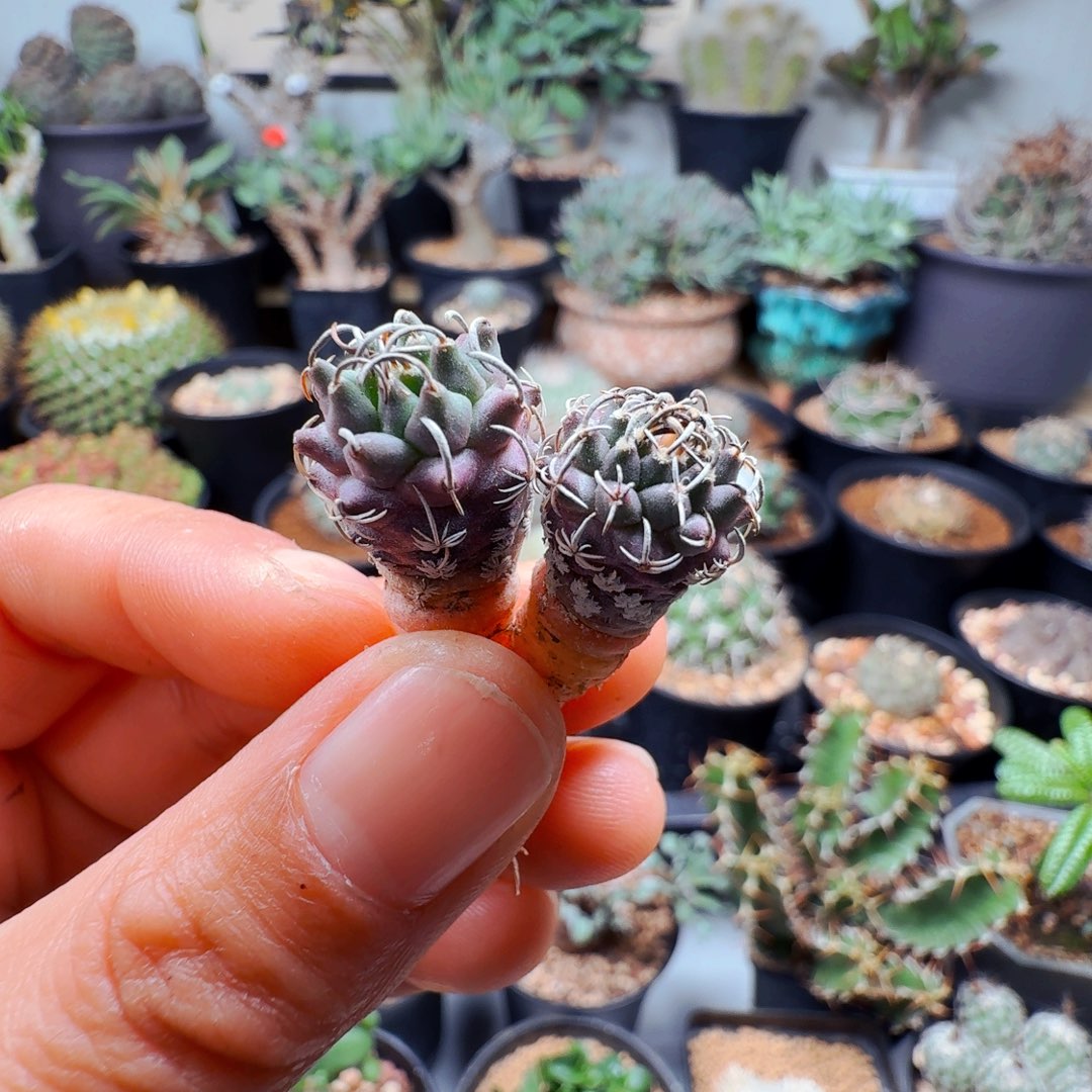 666实生安得森两颗