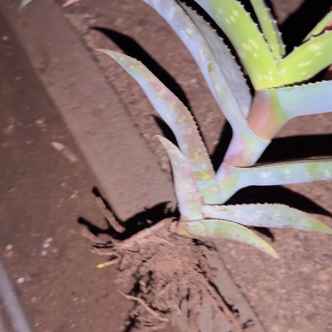 A***r块根植物块根植物