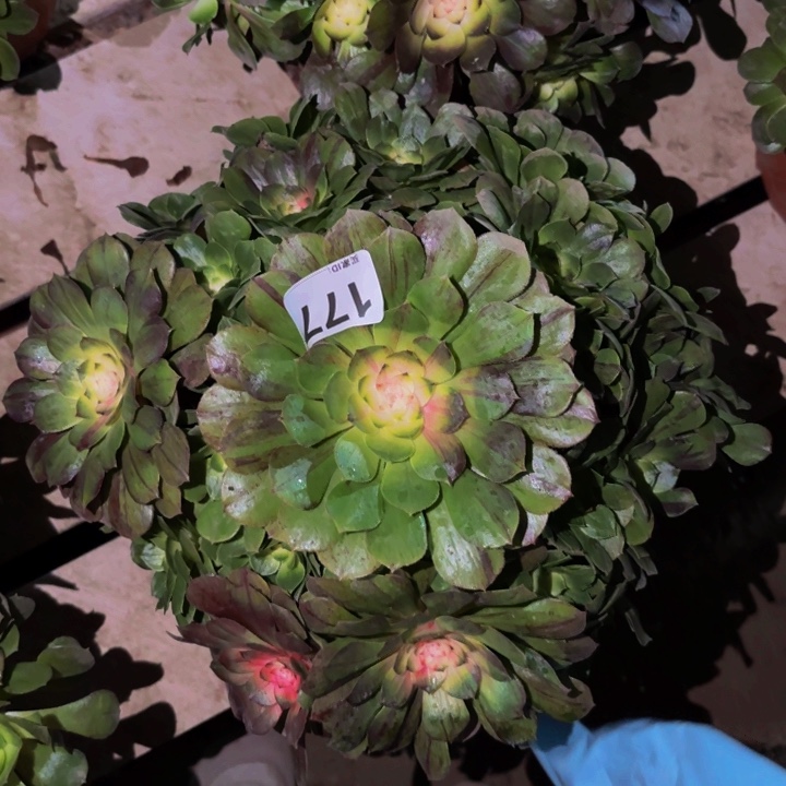 177花月夜科技锦多肉植物不售后