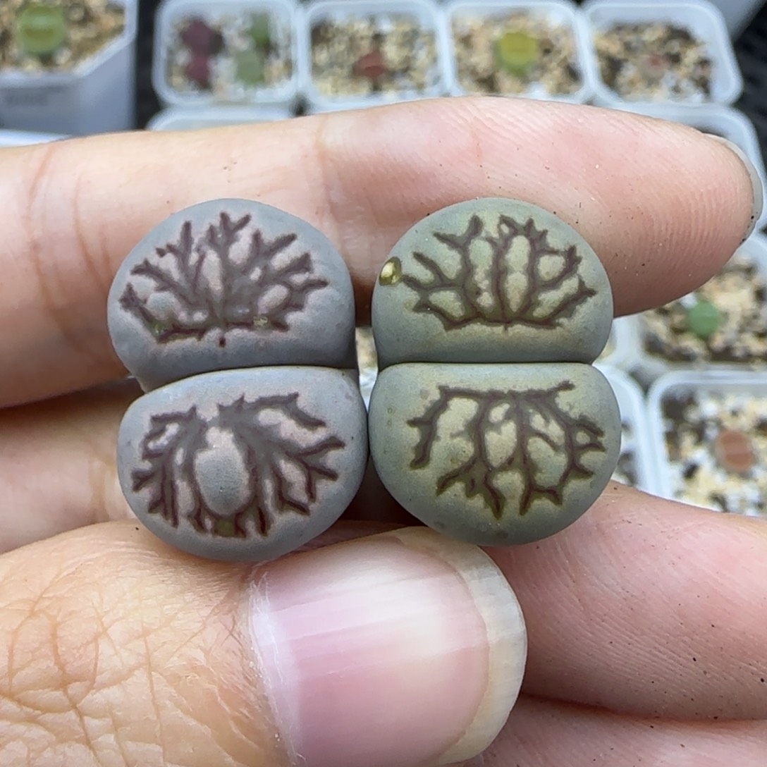 12菊化石清框福利大棚直播30包邮