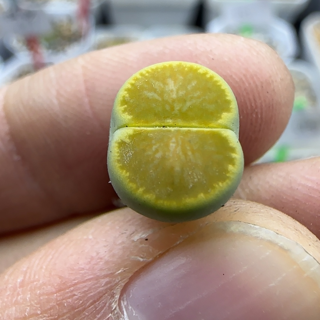 943下班福利30包邮