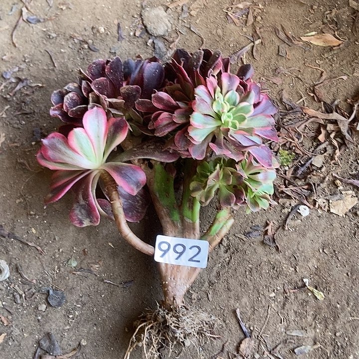 992美杜莎缀有断指