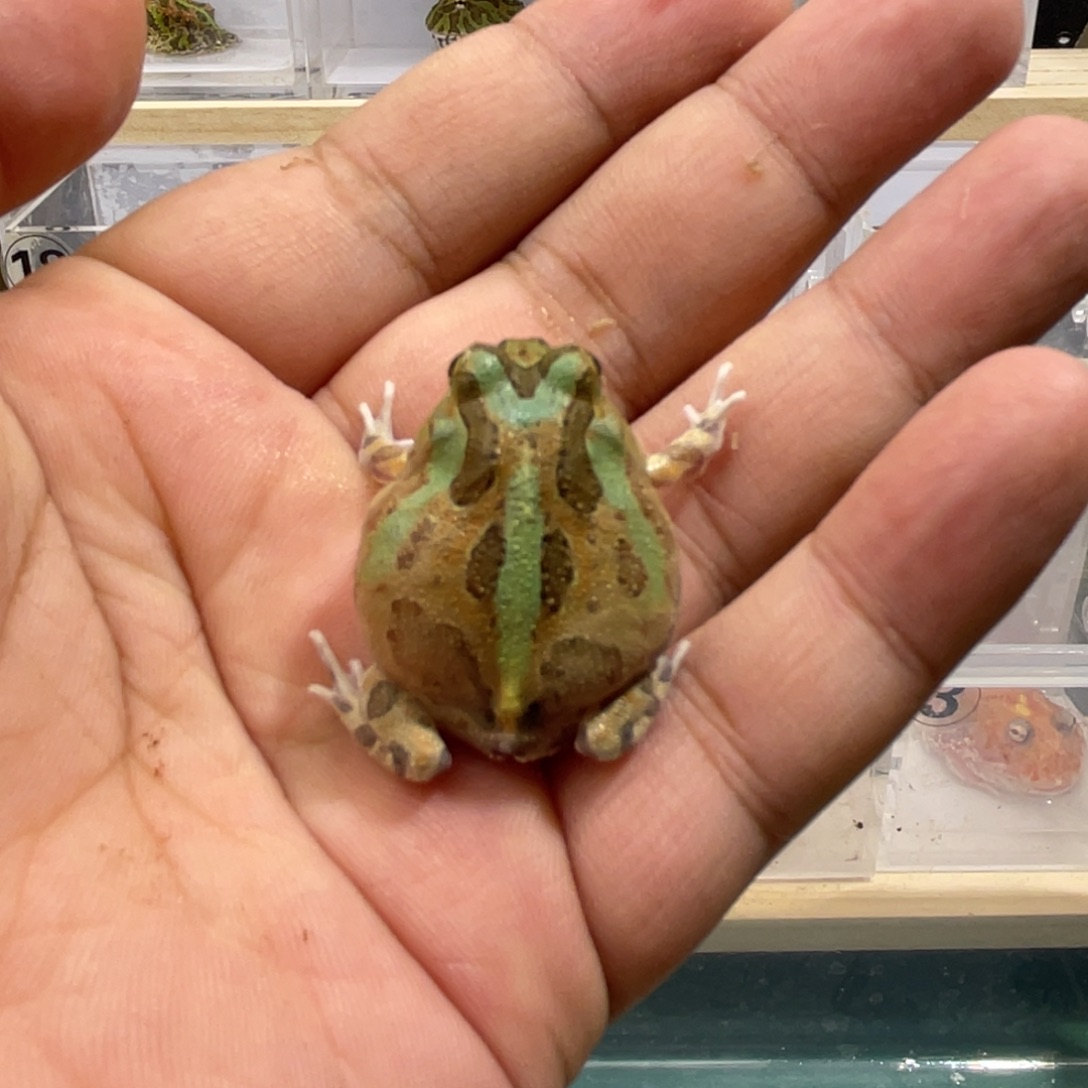 (***)角蛙波子角蛙到货拍摄开箱视频包邮包活