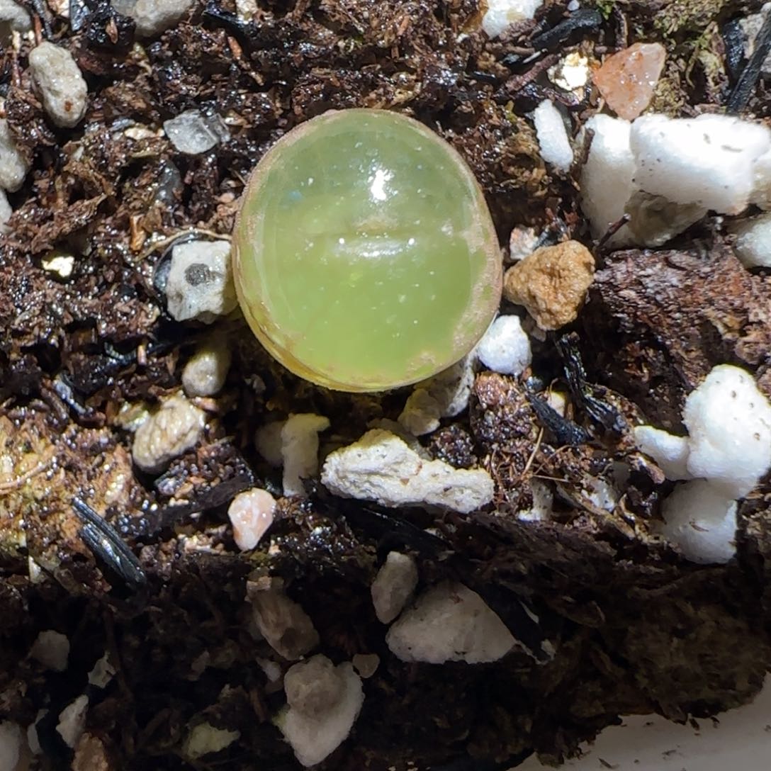 肉锥多肉植物百科30-安格1309