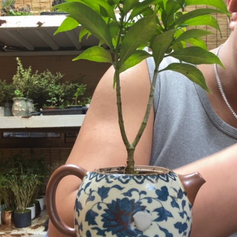 红陶一物一拍所见即所得78