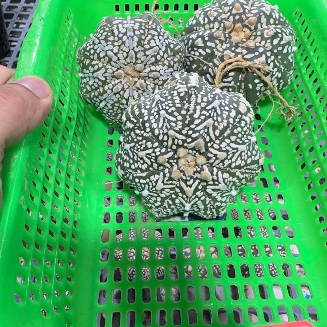 无花朵第四组3个福利海星