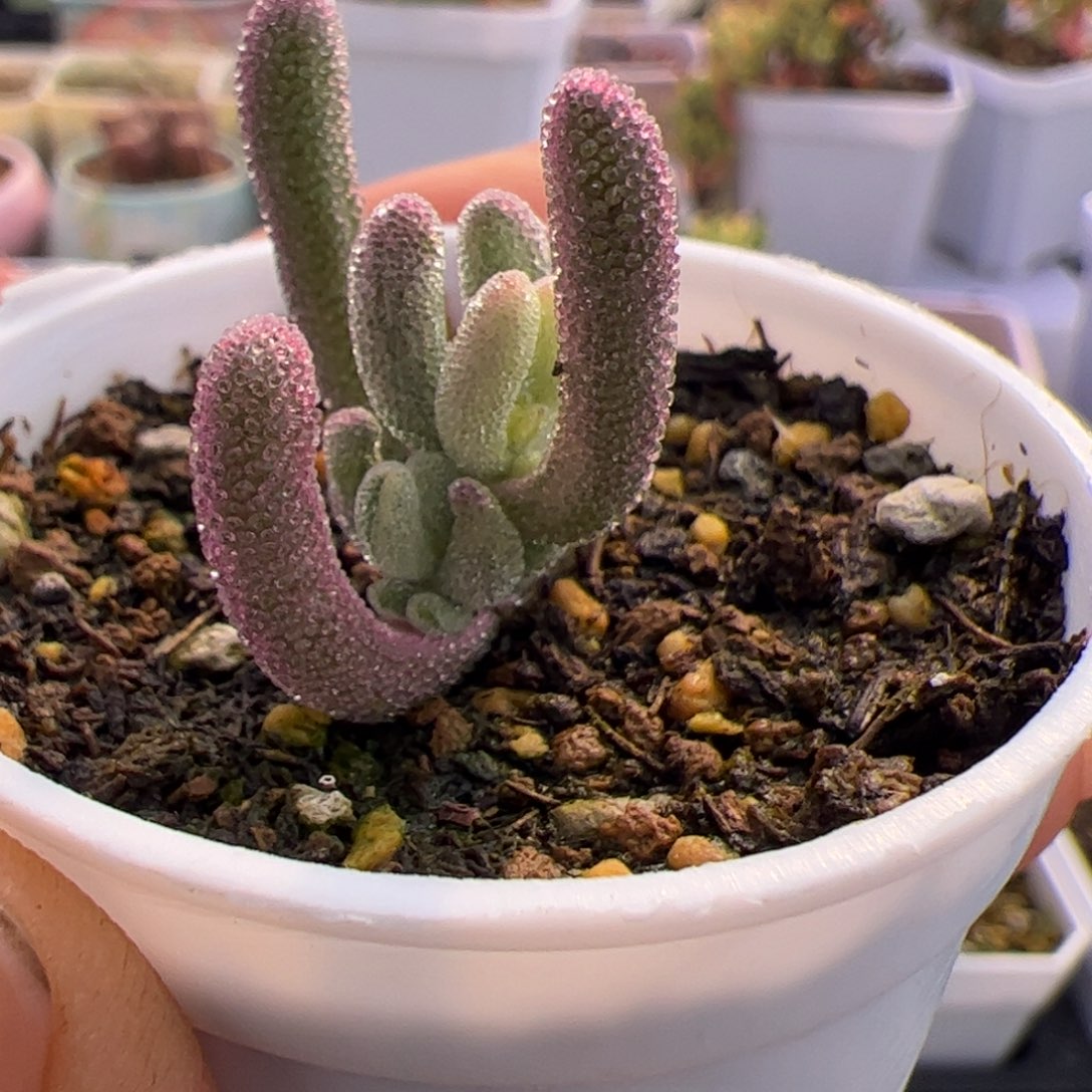 多肉植物枝干超紫双色带拉丝