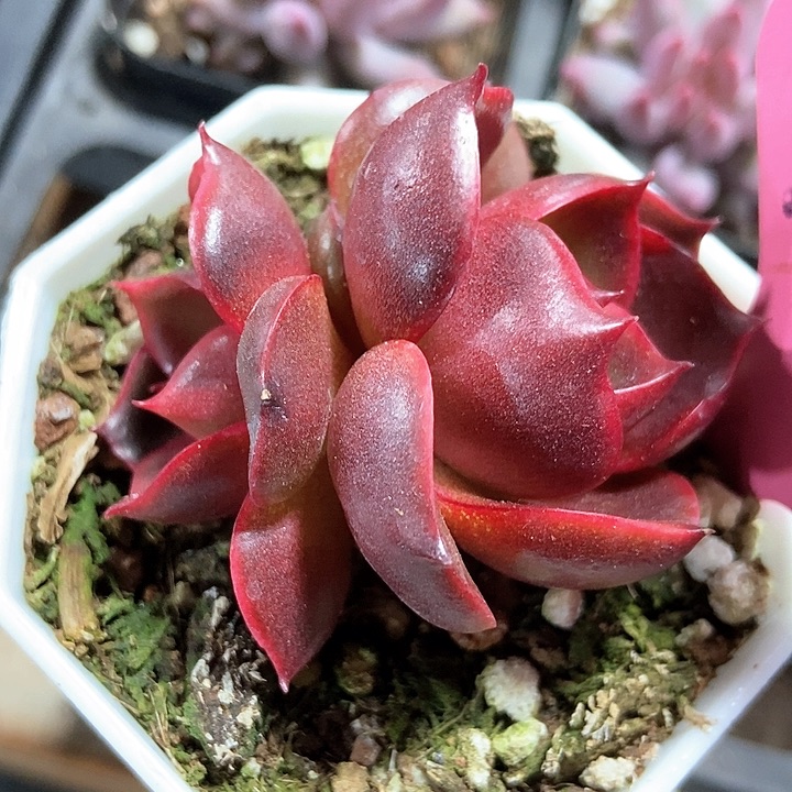 多肉植物红灯7288