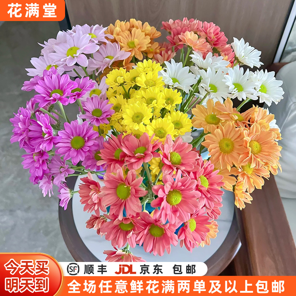 【次日达·混色幸运花】混色小菊5枝·鲜切花全场两单鲜花顺丰包邮·基地直发·批发·生活鲜花DIY·小菊次日达
