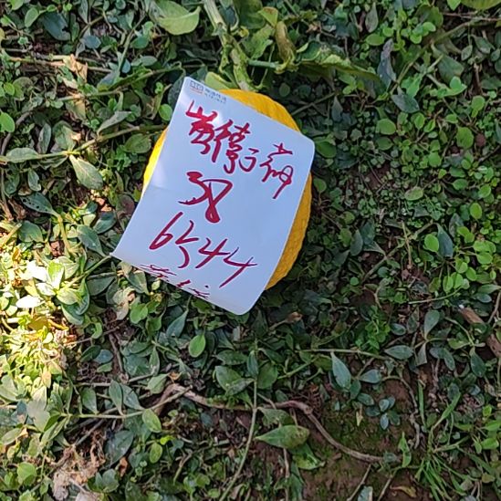 黃***茽小黄金回复嘎嘎嘎嘎嘎嘎嘎嘎嘎