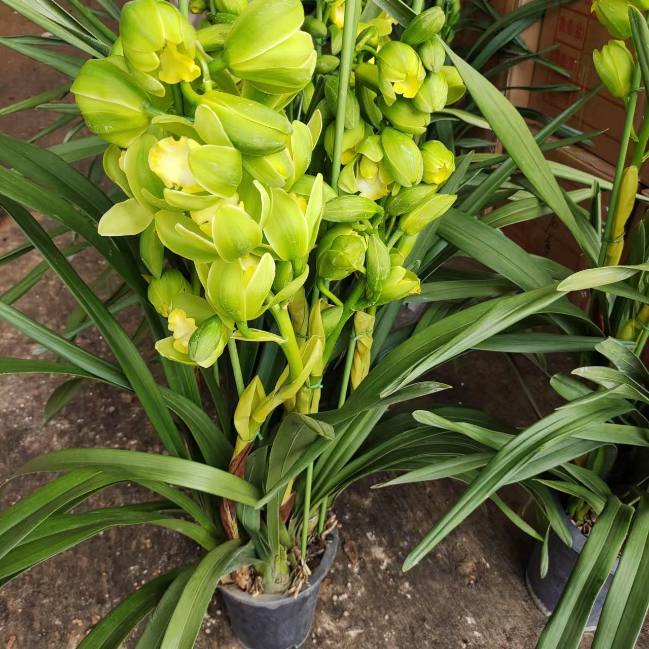 【青苹果】大花蕙兰室内阳台年宵花送礼