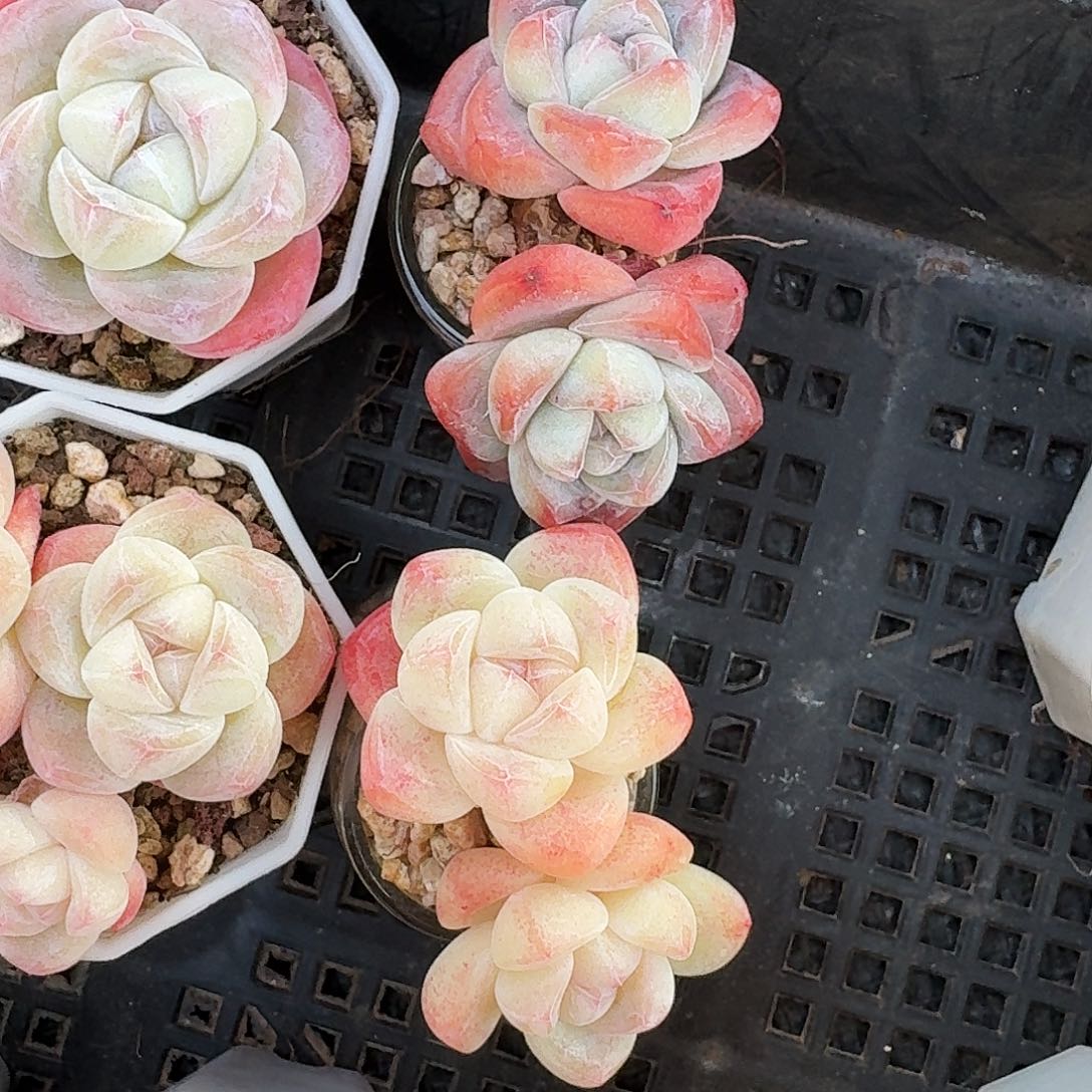 想***?多肉冰玉两个带盆双头