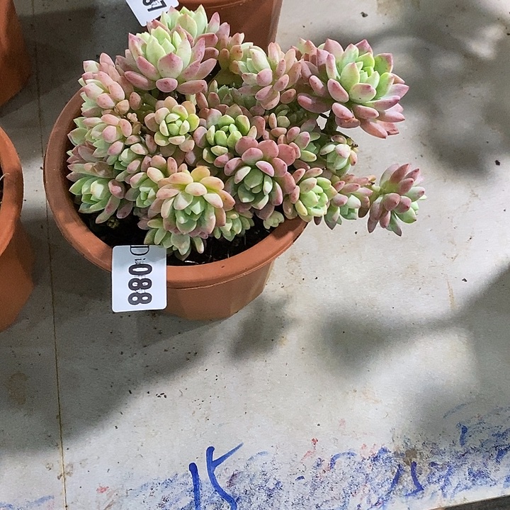 独***！088桃酥多肉植物多肉