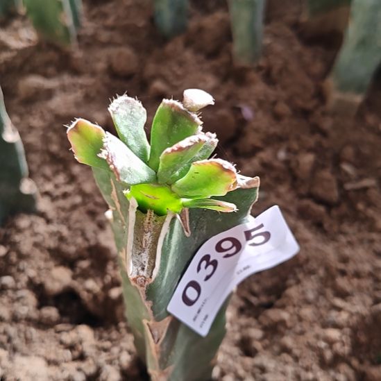 远***春050红重瓣嫁接零度之上包邮395