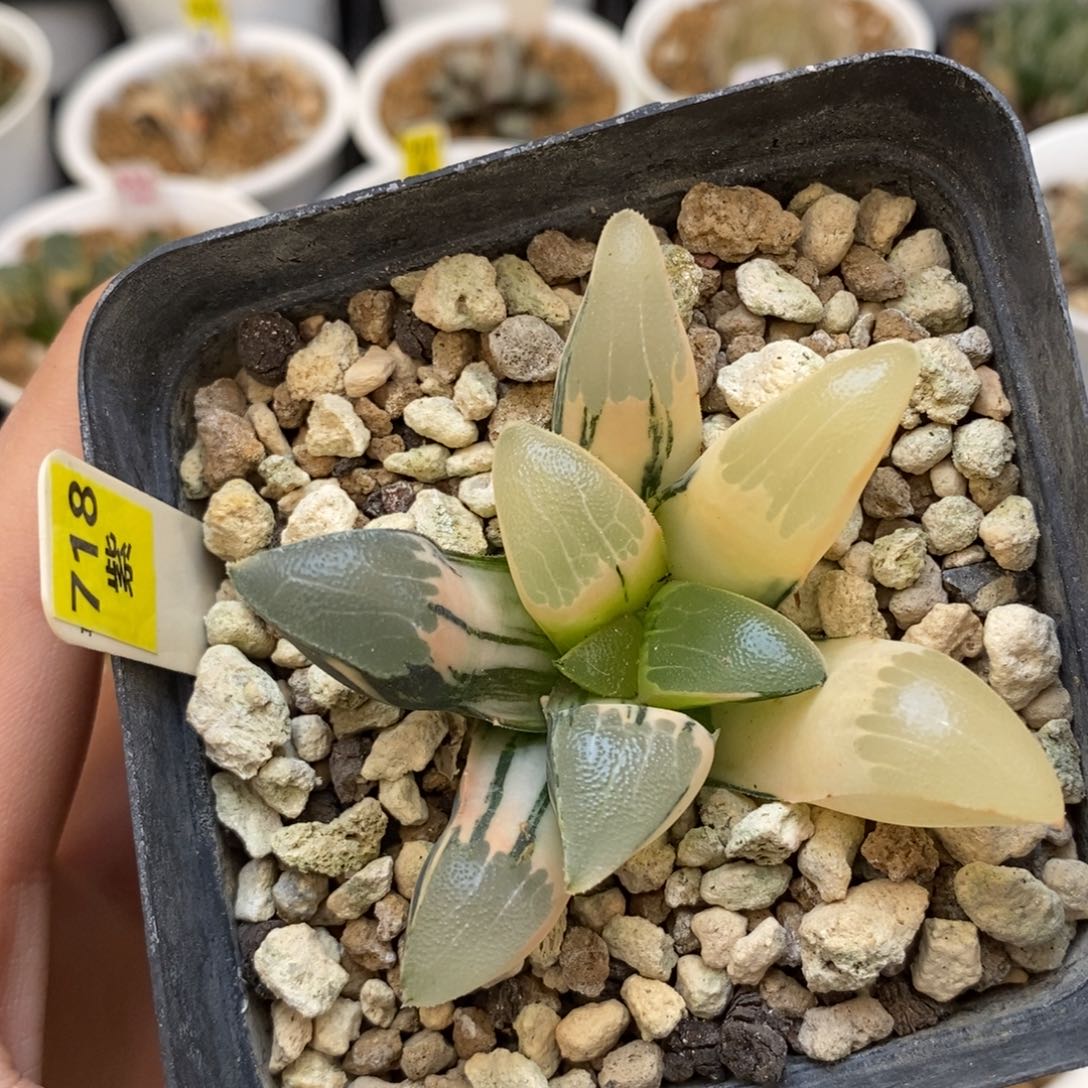 718实生克锦多肉植物