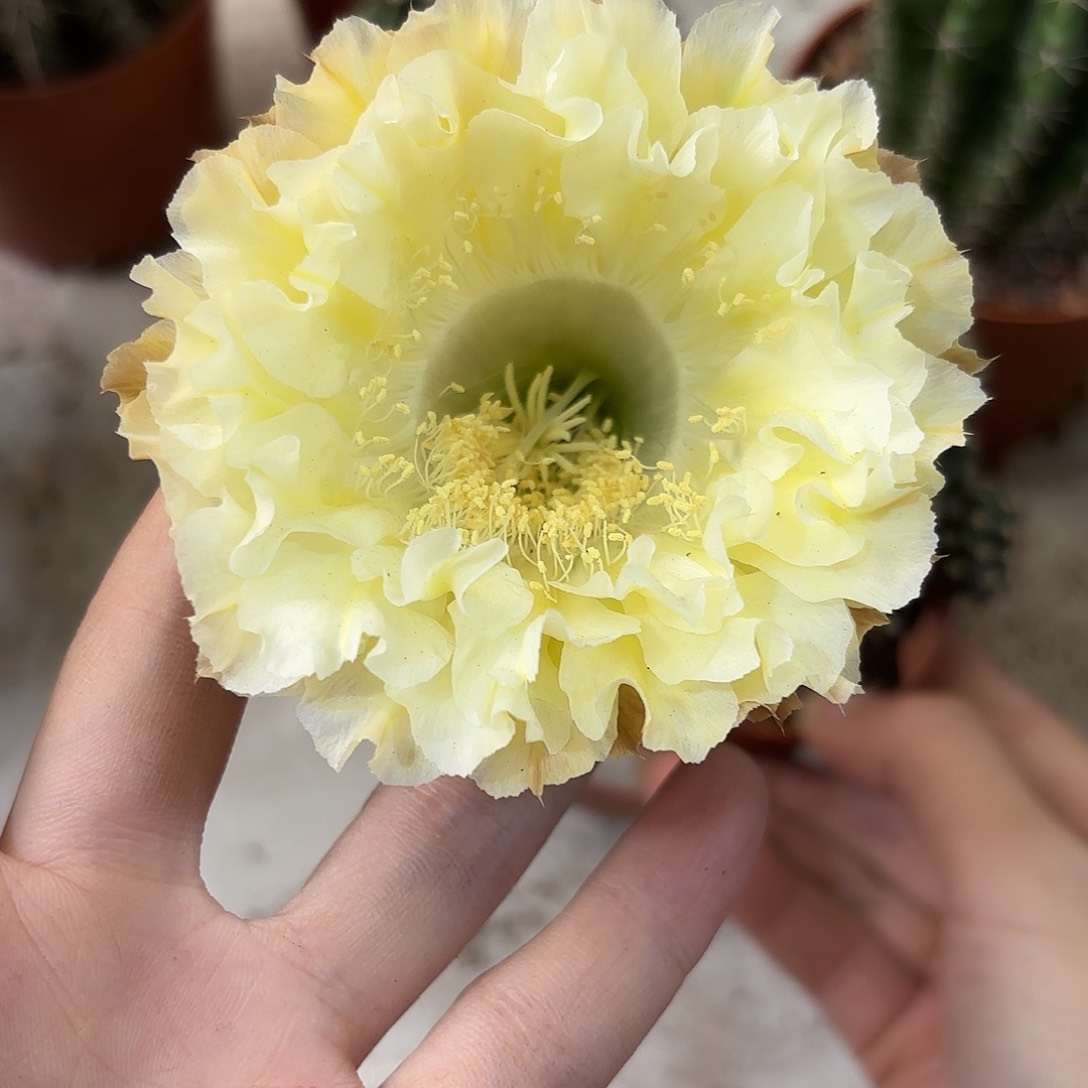 彩草1-69号大侧牙4.5-5公分微瑕