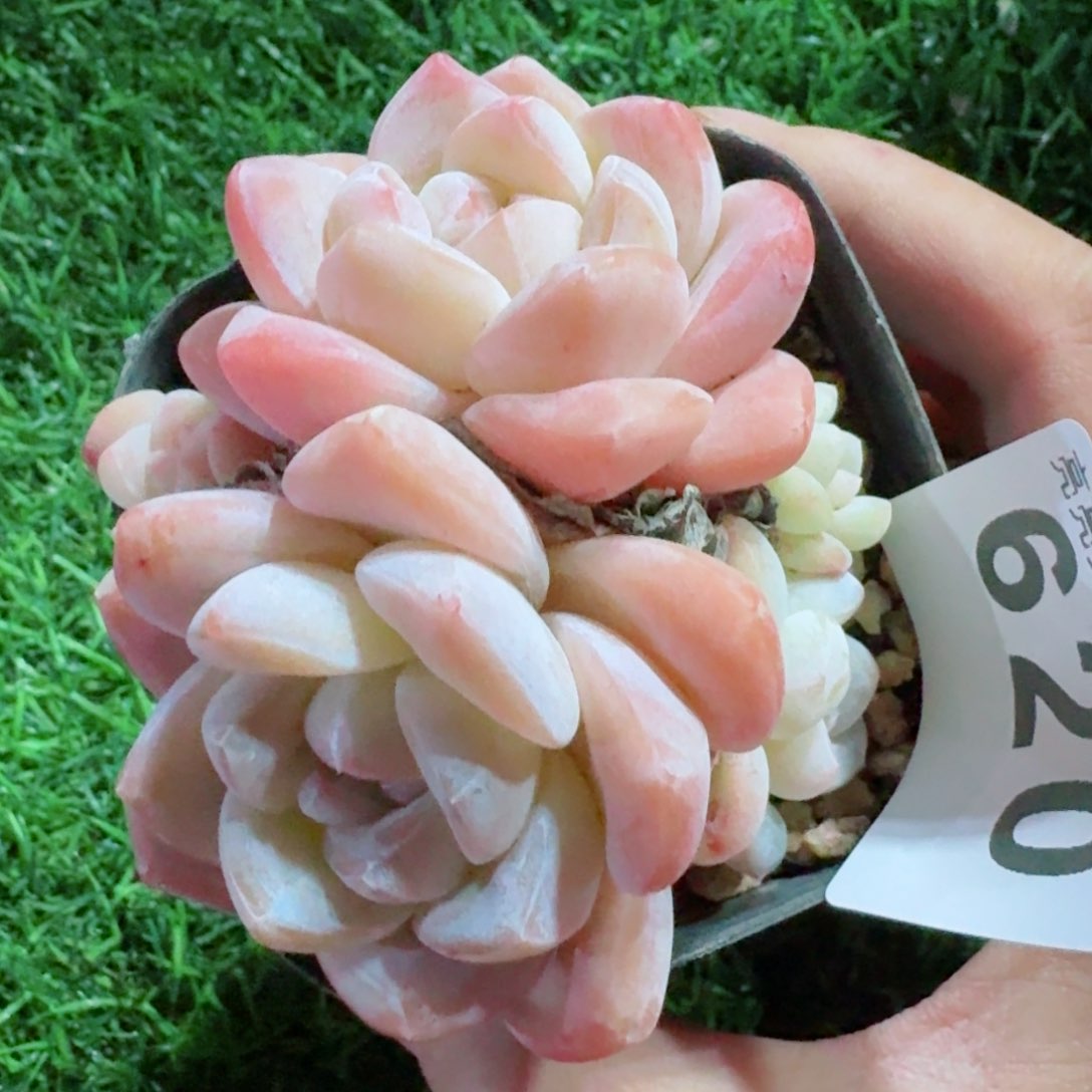 福利         精品多肉