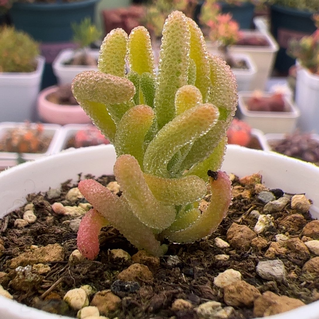 多肉植物枝干红叶黄锦