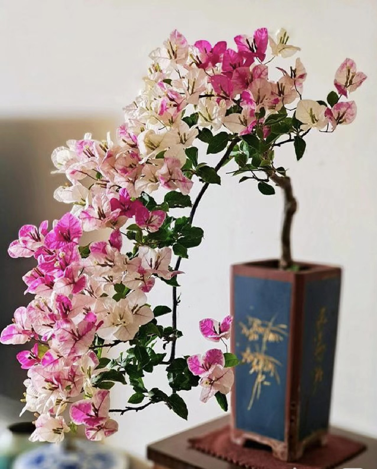 百变漳红樱【一物一拍】带陶瓷盆发货，阳台庭院桌面植物