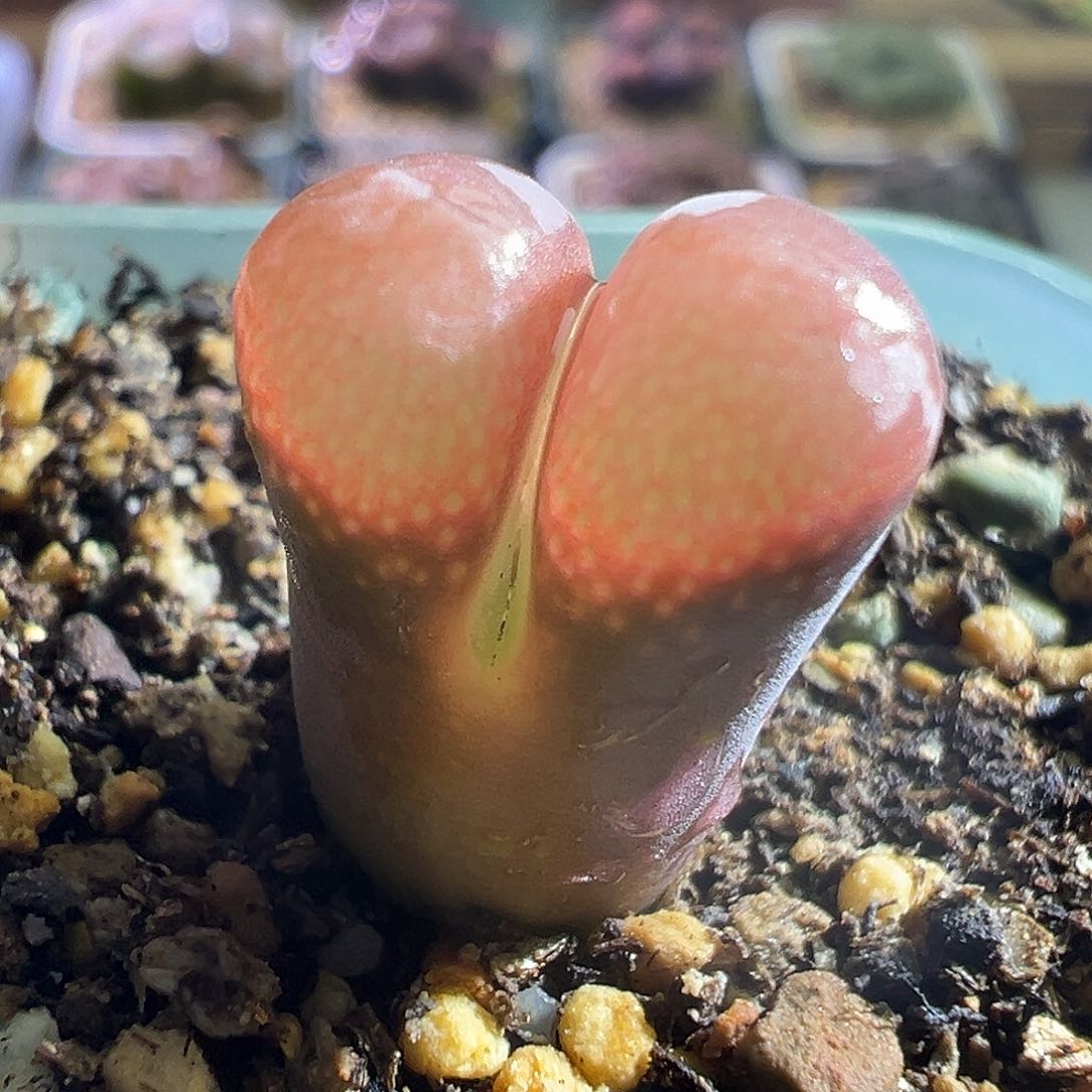 368#。  鲑鱼粉1089。         