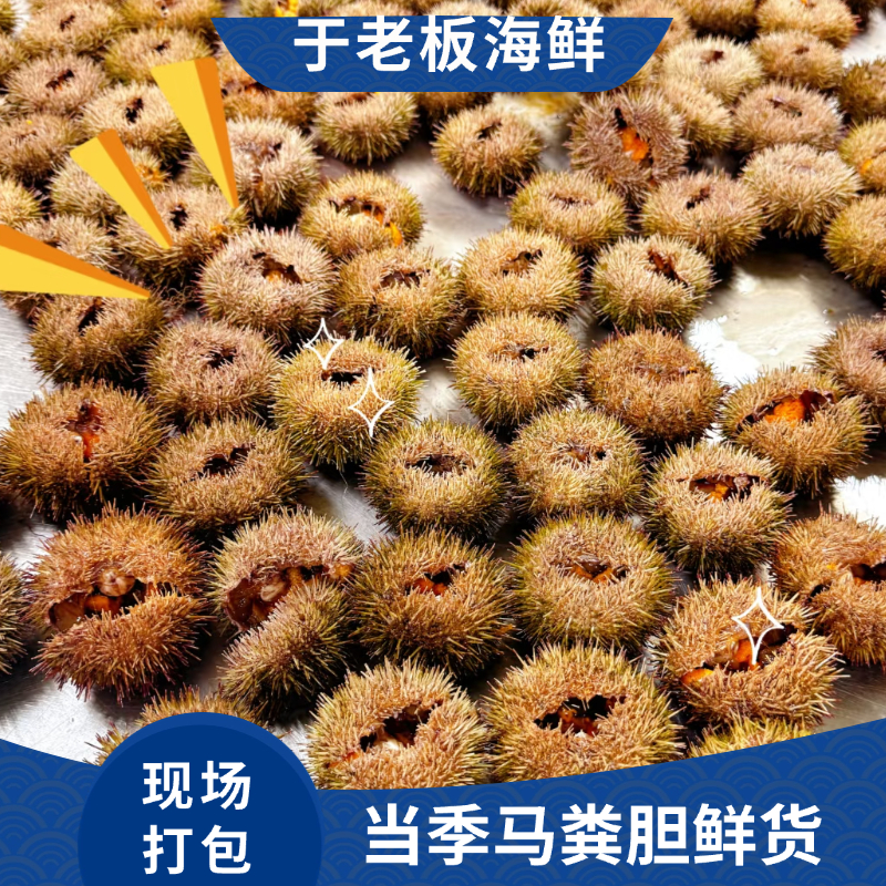 马粪海胆 鲜马粪海胆二斤（大小进分组选）   顺丰包邮  烟台发货