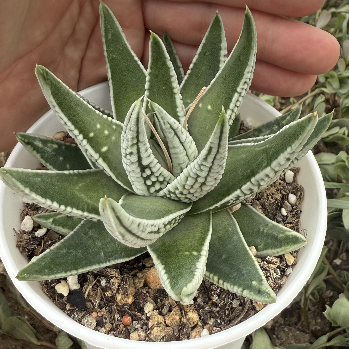 皇帝硬叶十二卷多肉植物带原盆土发货适合阳台办公室