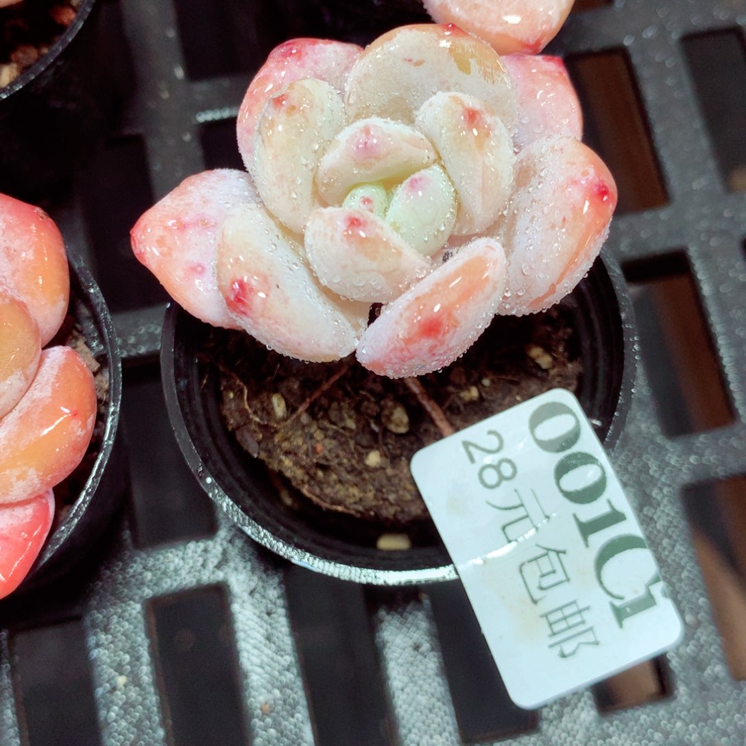 5厘米盆精控多肉001