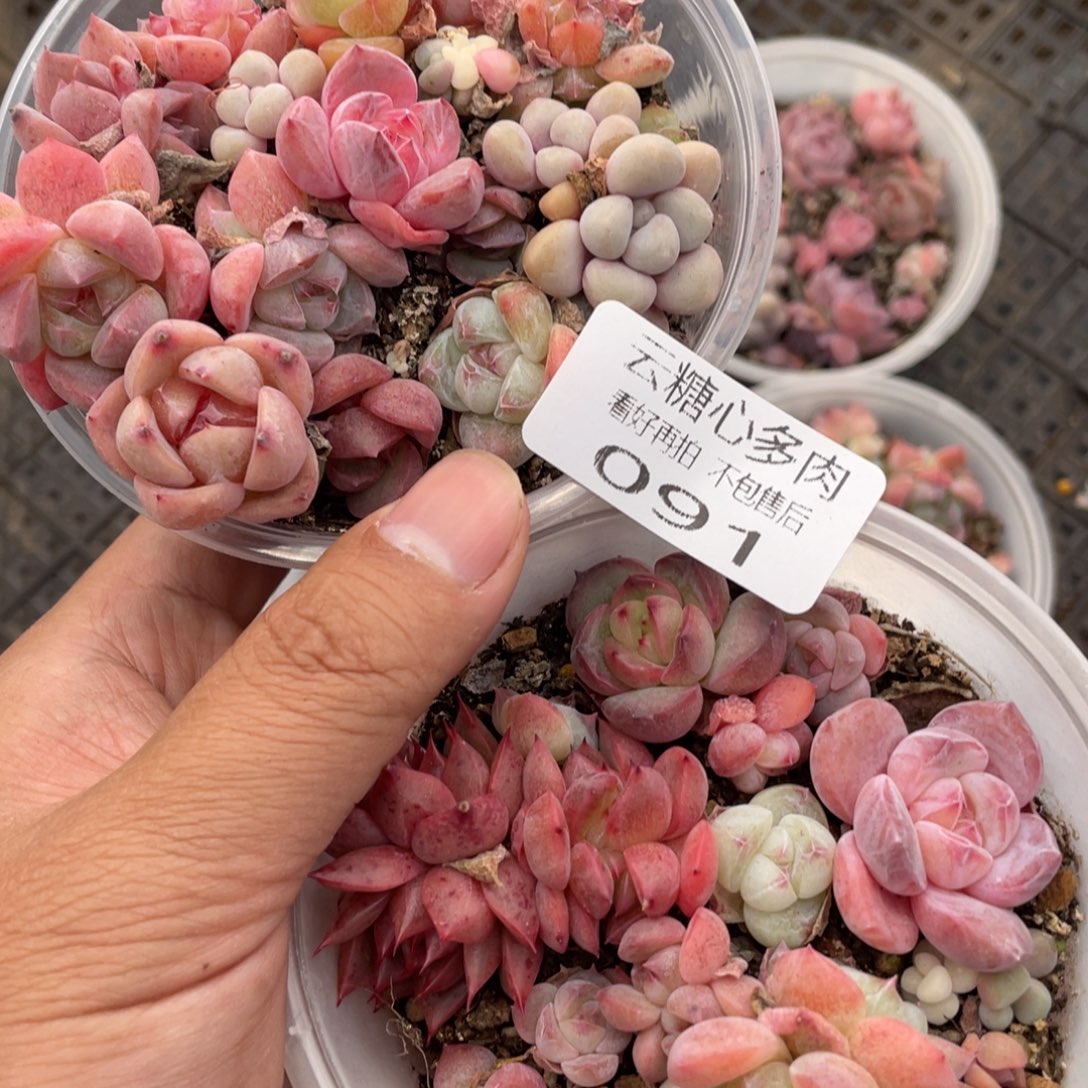 云糖心多肉植物91